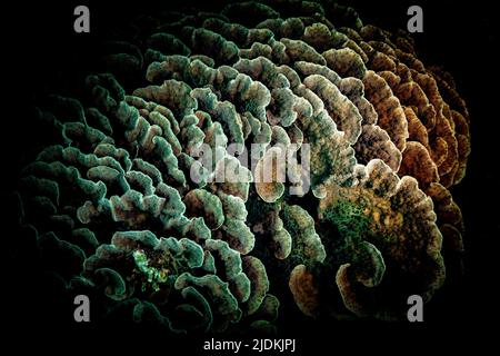 La vie sur le récif de Mayotte lagon océan Indien Banque D'Images