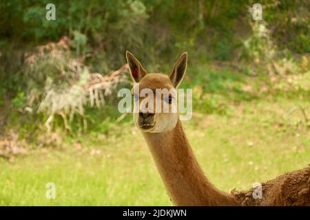 Lama Vicugna pature dans un pâturage. Portrait d'un vicuna Banque D'Images