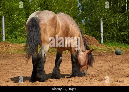 Brabanson, un cheval lourd belge. Portrait complet d'un cheval Banque D'Images