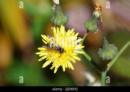 Guêpe commune (Vespula vulgaris) de la famille des Vespidae. Sur les fleurs de chardon commun, le pampille laiteux (Sonchus oleraceus). Jardin hollandais luxuriant et flou Banque D'Images