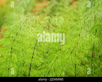 Equisetum vert dans une zone humide Banque D'Images