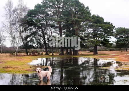 Le parc national de New Forest dans le Hampshire Royaume-Uni - Labradoodle chien debout près d'une grande flaque et d'une étendue d'arbres Banque D'Images