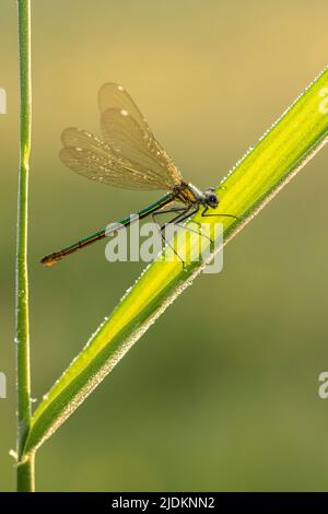 Demoiselle à Banded femelle - Calopteryx splendens Banque D'Images