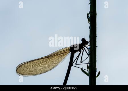 Silhouette d'une Demoiselle bandée - Calopteryx splendens Banque D'Images