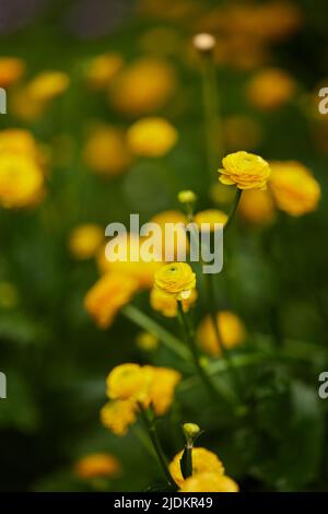 Fleur de ranunculus jaune en pleine floraison par temps ensoleillé Banque D'Images