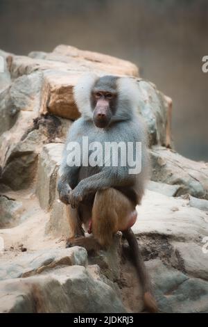 Babouin sur le rocher. Singes décontractés qui vivent dans l'association familiale. Grands singes. Photo d'animal de mammifère africain Banque D'Images