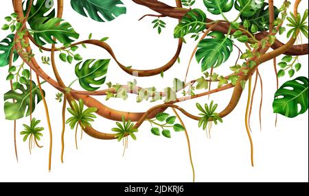 Jungle tropicale grimpant ligneux liana vigne décoratif fond réaliste avec ventilateur comme plante monstera feuilles illustration vectorielle Illustration de Vecteur