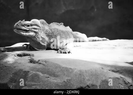 grand iguana en noir et blanc couché sur une pierre. Peigne épineux et peau squameuse. Photo d'animal d'un reptile Banque D'Images
