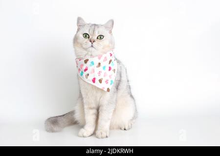 Un joli chat blanc se trouve sur un fond blanc, avec un mouchoir triangulaire Banque D'Images