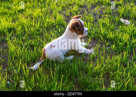 Adorable jeune Jack Russell terrier chiot sur l'herbe dans une vue latérale assis regardant avec vigilance devant avec les oreilles piquées Banque D'Images