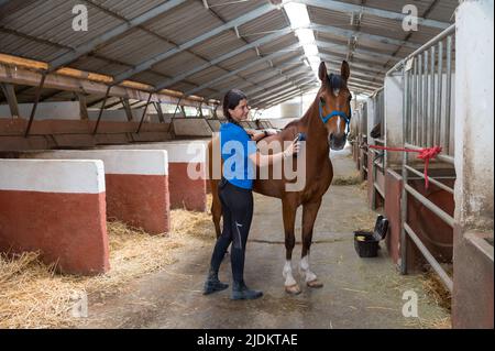 Jeune femme prenant soin de son cheval dans un toilettage stable de son manteau avec une brosse avec une vue de la recul des étals Banque D'Images