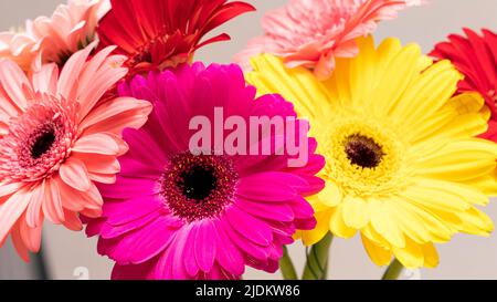 Gros plan du bouquet de fleurs gerbera multicolore comme arrière-plan. Banque D'Images