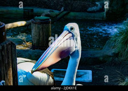 Pelican à gauche Banque D'Images