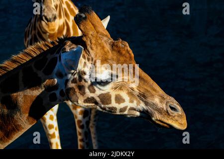 Girafe à l'ombre Banque D'Images