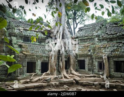 Ta Prohm temple à Angkor Thom, Seam Reap, Cambodge Banque D'Images