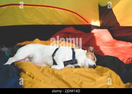 Chien paresseux dormant dans une tente de camping tout le matin Banque D'Images