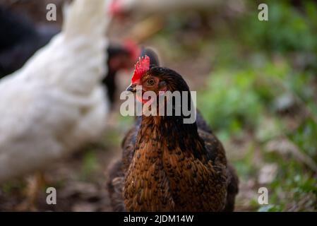 3/4 portrait d'un poulet Banque D'Images