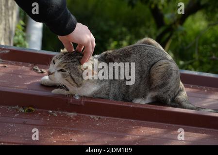 Chat assis tout en étant animal de compagnie par une main humaine Banque D'Images