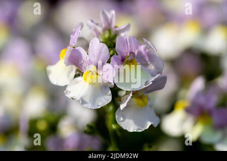 Nemesia 'capot de Pâques' fleurs en gros plan Banque D'Images