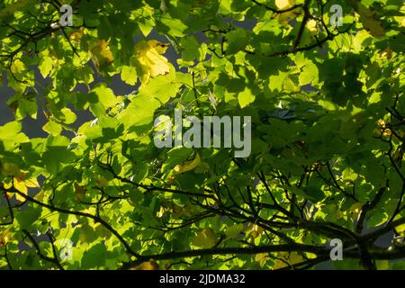 Détail des feuilles de l'arbre de rétroéclairage Banque D'Images