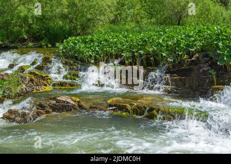 Seuil sur la petite rivière de la taïga Suenga, région de Novosibirsk Banque D'Images