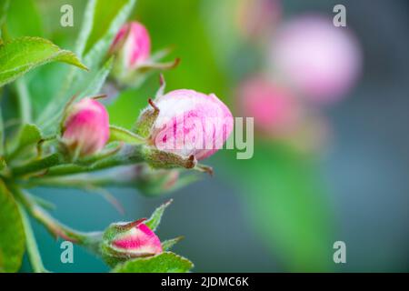 Des bourgeons roses de fleurs de pommier non ouvertes sur une branche le jour ensoleillé sur un fond de feuillage vert. Floraison printanière dans un jardin ou un parc. Photo de haute qualité Banque D'Images