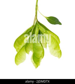 Branche d'érable à feuilles d'Ashleaf isolée sur fond blanc. Graines d'érable acer negundo Banque D'Images