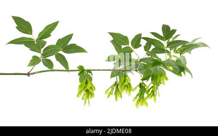 Branche d'érable à feuilles d'Ashleaf isolée sur fond blanc. Feuilles et graines d'érable Acer negundo Banque D'Images
