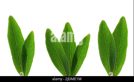 Chèvrefeuille avec des feuilles vertes isolées sur fond blanc. Baies mûres de chèvrefeuille. Masque Banque D'Images