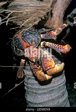 Crabe de noix de coco (Birgus latro) sur un cocotier, Atoll d'Aldabra, Seychelles, Indic Ocean Banque D'Images