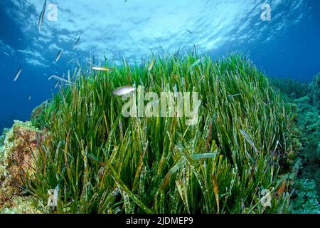 Prairie d'herbes marines (Posidonia Oceanica), Sud de la France, France, mer Méditerranée Banque D'Images