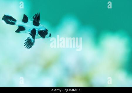 La vie sur le récif de Mayotte lagon Banque D'Images