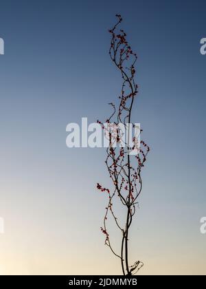 Rumex crispus, graines de quai, rouge phosphorescent rétroéclairé par le soleil. Banque D'Images