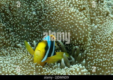 La vie sur le récif de Mayotte lagon Banque D'Images