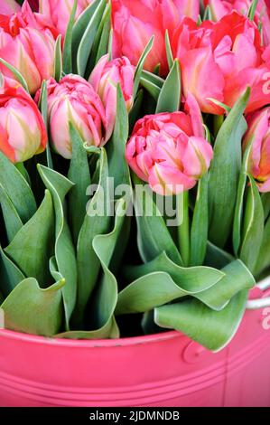 Tulipes dans seau en métal. Arrière-plan de jardinage de printemps. Banque D'Images