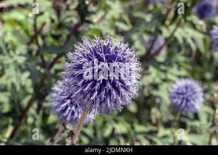 Echinops ritro veitchs Globe Thistle jardin hestercombe, Angleterre Banque D'Images