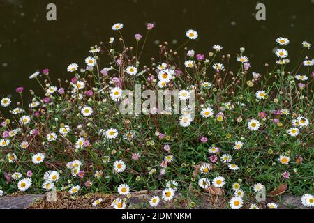 jardin hestercombe fleurs des prés. Herbes et Marguerite oeil de boeuf Banque D'Images