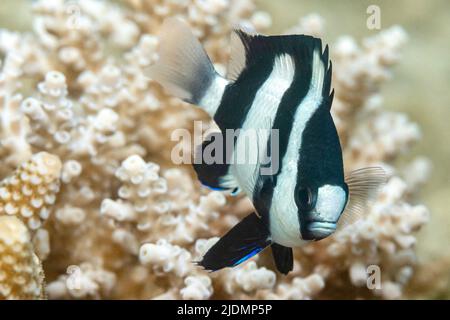 La vie sur le récif de Mayotte lagon Banque D'Images