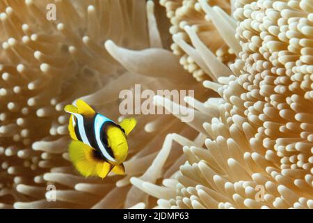 La vie sur le récif de Mayotte lagon Banque D'Images