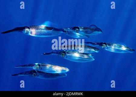 La vie sur le récif de Mayotte lagon Banque D'Images