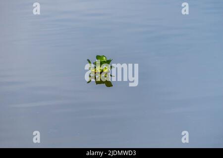 Les crassipes d'Eichhornia ou la fleur de jacinthe d'eau commune fleurit sur l'étang avec des herbes sauvages Banque D'Images