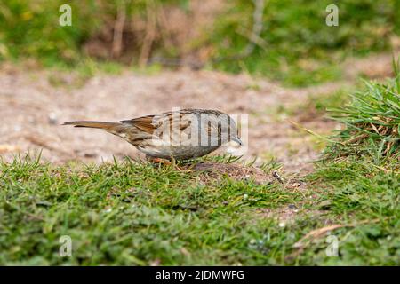 Couverture (NID) Accentor Prunella modularis Banque D'Images