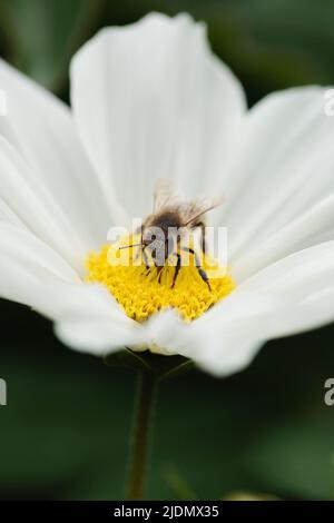 Abeille à la recherche de nectar sur une fleur cosmos Banque D'Images