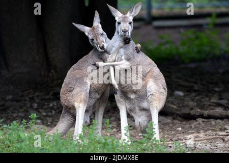 Olomouc, République tchèque. 22nd juin 2022. Deux kangourous rouges (Macropus rufus) jouent ensemble au zoo de la ville d'Olomouc, en République tchèque. (Credit image: © Slavek Ruta/ZUMA Press Wire) Banque D'Images