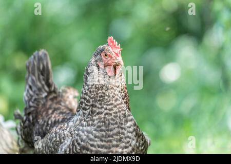 poulet gratuit dans un paysage naturel Banque D'Images