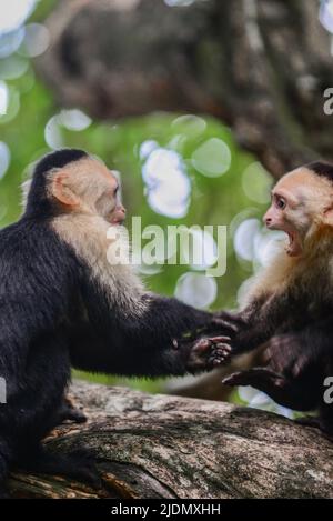 Couple de Capuchins panaméens à face blanche interagissent sur l'arbre dans le parc national Manuel Antonio, au Costa Rica Banque D'Images