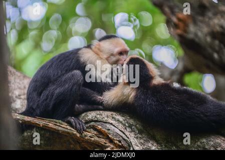 Couple de Capuchins panaméens à face blanche interagissent sur l'arbre dans le parc national Manuel Antonio, au Costa Rica Banque D'Images