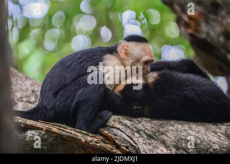 Couple de Capuchins panaméens à face blanche interagissent sur l'arbre dans le parc national Manuel Antonio, au Costa Rica Banque D'Images