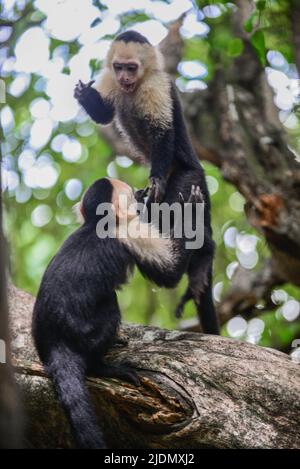 Couple de Capuchins panaméens à face blanche interagissent sur l'arbre dans le parc national Manuel Antonio, au Costa Rica Banque D'Images