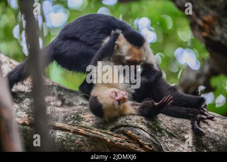 Couple de Capuchins panaméens à face blanche interagissent sur l'arbre dans le parc national Manuel Antonio, au Costa Rica Banque D'Images